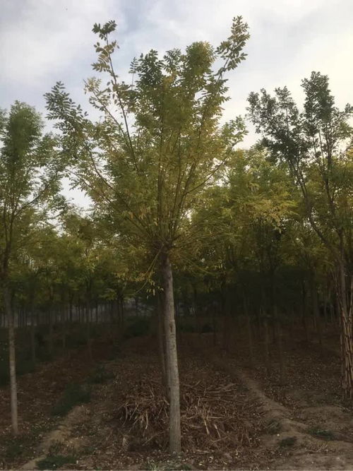 恭賀壽光炳中苗木入駐，攜手苗木通共筑綠色未來(lái)——專訪山東王新，深耕白蠟國(guó)槐種植經(jīng)營(yíng)