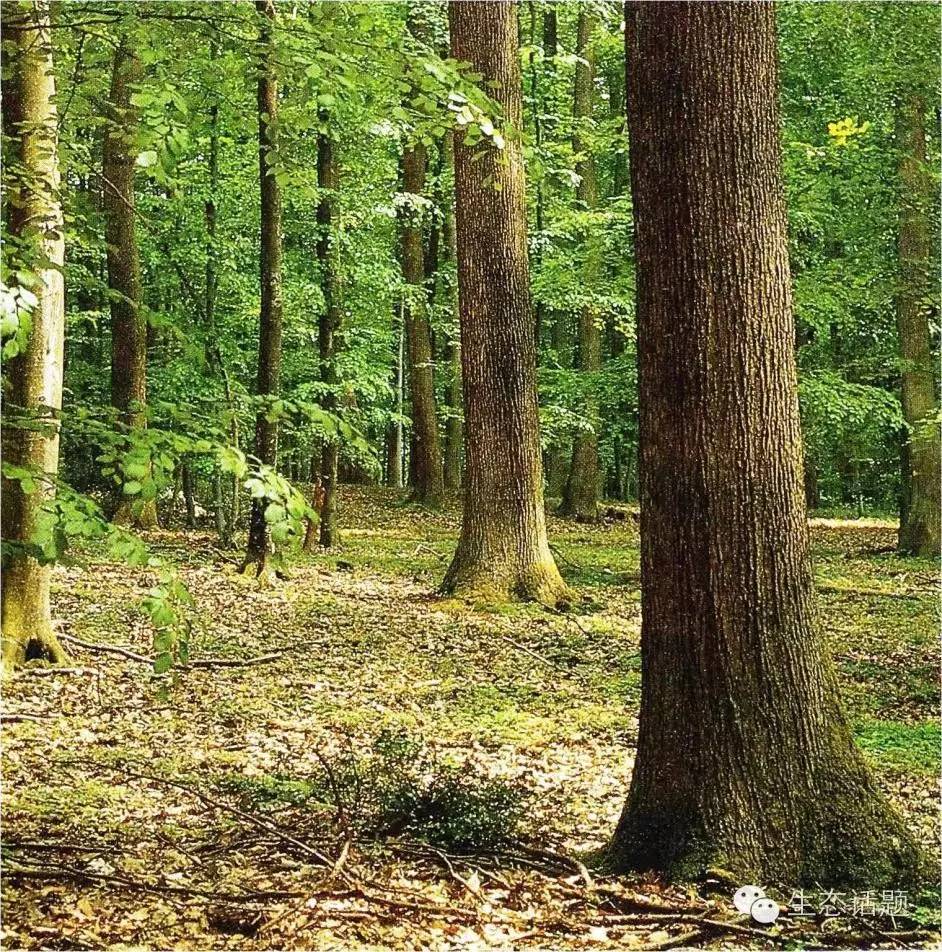 構(gòu)建以目標(biāo)樹(shù)為核心的現(xiàn)代森林經(jīng)營(yíng)體系